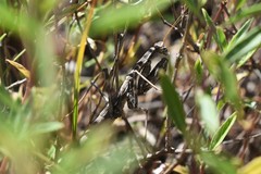 Bolivaria brachyptera