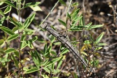 Bolivaria brachyptera