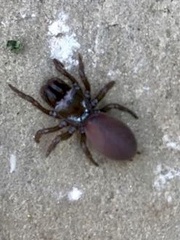 Atypus affinis