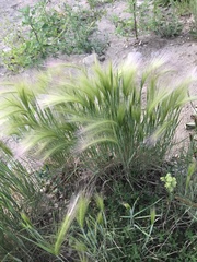 Hordeum jubatum
