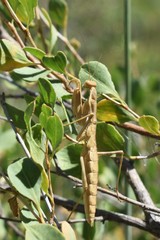 Bolivaria brachyptera