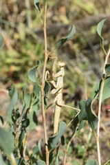 Bolivaria brachyptera