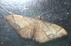 Idaea ostrinaria