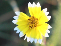 Layia platyglossa