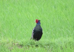 Phasianus versicolor