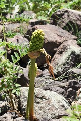 Arum korolkowii