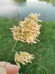 Dactylis glomerata