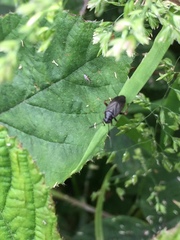 Capsus