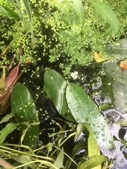 Sagittaria sagittifolia