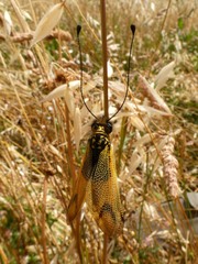 Libelloides longicornis