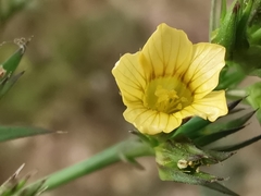 Linum trigynum