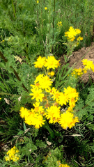 Jacobaea vulgaris