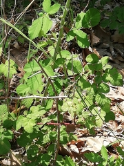 Onychogomphus forcipatus