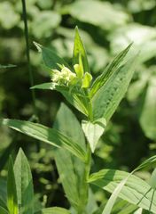 Digitalis grandiflora