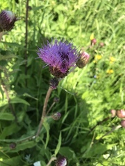 Cirsium heterophyllum