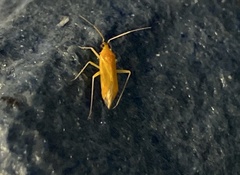 Phylus melanocephalus