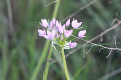 Allium unifolium