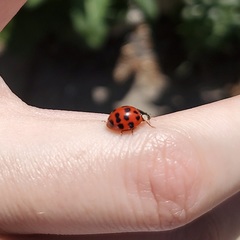 Harmonia axyridis