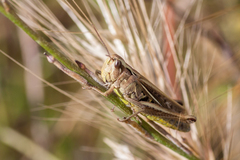 Chorthippus apicalis
