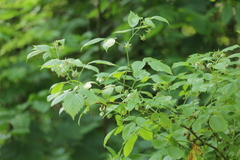 Rubus idaeus