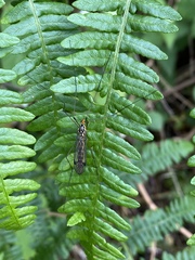 Nephrotoma flavipalpis