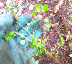 Coprosma rhamnoides