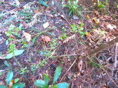 Coprosma rhamnoides