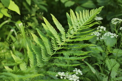 Dryopteris filix-mas