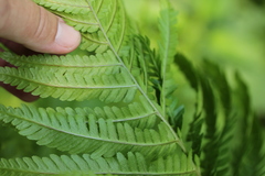 Dryopteris filix-mas