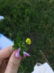 Medicago lupulina