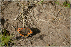 Junonia genoveva hilaris