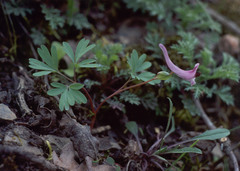 Corydalis paczoskii