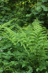 Athyrium filix-femina