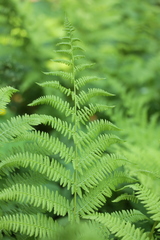 Athyrium filix-femina