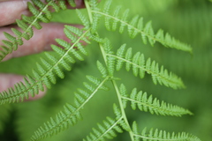 Athyrium filix-femina