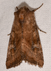Loscopia velata