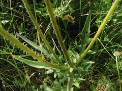 Crepis foetida