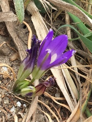 Brodiaea terrestris