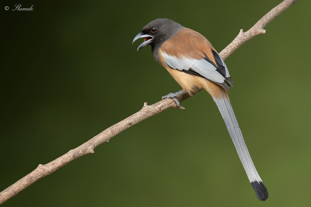 Rufous Treepie photo