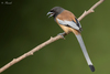 Typical Treepies - Photo (c) Sharma BC, some rights reserved (CC BY-NC), uploaded by Sharma BC