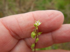 Stellaria calycantha