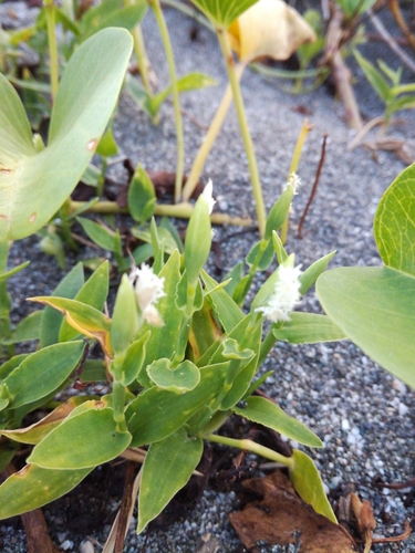 Thuarea involuta iNat (1)