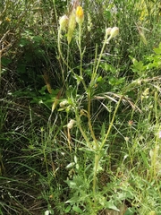 Crepis foetida