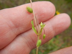 Stellaria calycantha