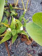 Thuarea involuta