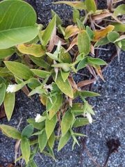 Thuarea involuta
