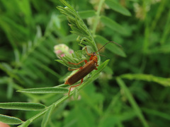 Cantharis figurata