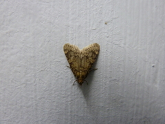 Aglossa dimidiatus