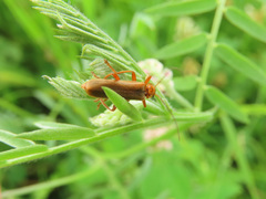 Cantharis figurata