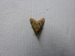 Aglossa dimidiatus